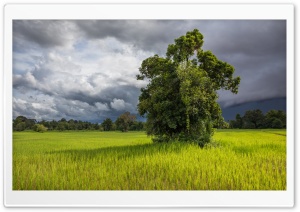 Green Paddy Fields of Don Det, Laos, Asia Ultra HD Wallpaper for 4K UHD Widescreen desktop, tablet & smartphone