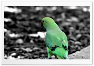 Green Parrot Ultra HD Wallpaper for 4K UHD Widescreen desktop, tablet & smartphone