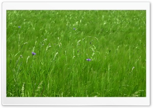 Green Pasture Spring Ultra HD Wallpaper for 4K UHD Widescreen desktop, tablet & smartphone