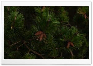 Green Pine Tree Branches Ultra HD Wallpaper for 4K UHD Widescreen desktop, tablet & smartphone