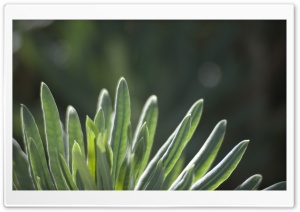 Green Plant Ultra HD Wallpaper for 4K UHD Widescreen desktop, tablet & smartphone