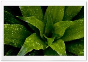 Green Plant Ultra HD Wallpaper for 4K UHD Widescreen desktop, tablet & smartphone