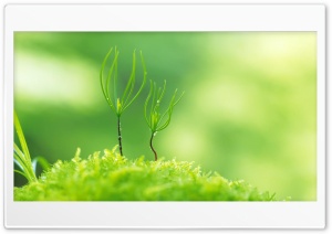 Green plant 4K UHD Wallpaper for Widescreen and UltraWide Desktop, UltraHD TV, Smartphone, Tablet