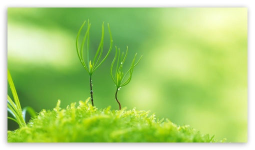 Green plant UltraHD Wallpaper for HD 16:9 ;
