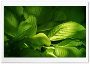 Green Plant Leaves Ultra HD Wallpaper for 4K UHD Widescreen desktop, tablet & smartphone