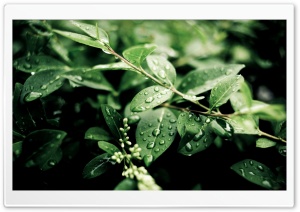 Green Plant Leaves After Rain Ultra HD Wallpaper for 4K UHD Widescreen desktop, tablet & smartphone