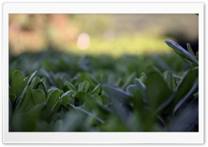 Green Plant Leaves, Summer Ultra HD Wallpaper for 4K UHD Widescreen desktop, tablet & smartphone