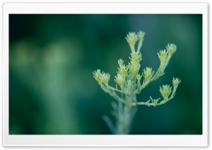 Green Plant Macro Ultra HD Wallpaper for 4K UHD Widescreen desktop, tablet & smartphone
