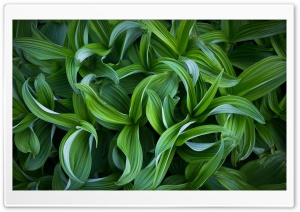 Green Plants 4K UHD Wallpaper for Widescreen and UltraWide Desktop, UltraHD TV, Smartphone, Tablet