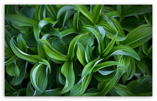 Green Plants UltraHD Wallpaper for UHD 16:9 ; HD 16:9 ; UltraWide 21:9 24:10 32:9 32:10 ; Widescreen 16:10 ; Fullscreen 3:2 ; Tablet 1:1 ; Mobile 9:16 9:19.5 9:20 9:21 9:22 ; Dual 16:10 16:9 ;
