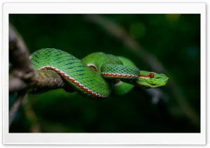 Green Popes Pit Tree Viper Venomous Snake, Trimeresurus Popeorum Ultra HD Wallpaper for 4K UHD Widescreen desktop, tablet & smartphone
