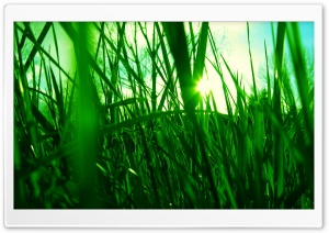 Green Reed Ultra HD Wallpaper for 4K UHD Widescreen desktop, tablet & smartphone