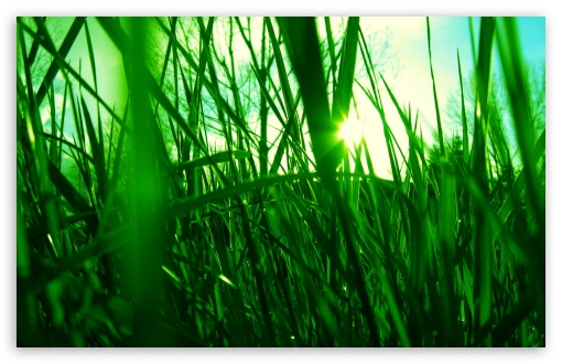 Green Reed UltraHD Wallpaper for HD 16:9 ; Widescreen 16:10 5:3 ; Fullscreen 4:3 5:4 3:2 ; Tablet 1:1 ; Mobile 3:5 3:4 ; Dual 16:10 5:3 16:9 4:3 5:4 ;