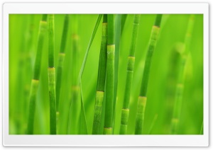 Green Reed Grass Ultra HD Wallpaper for 4K UHD Widescreen desktop, tablet & smartphone