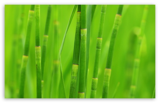 Green Reed Grass UltraHD Wallpaper for Wide 16:10 5:3 Widescreen WHXGA WQXGA WUXGA WXGA WGA ; 8K UHD TV 16:9 Ultra High Definition 2160p 1440p 1080p 900p 720p ; Standard 4:3 5:4 3:2 Fullscreen UXGA XGA SVGA QSXGA SXGA DVGA HVGA HQVGA ( Apple PowerBook G4 iPhone 4 3G 3GS iPod Touch ) ; Tablet 1:1 ; iPad 1/2/Mini ; Mobile 4:3 5:3 3:2 16:9 5:4 - UXGA XGA SVGA WGA DVGA HVGA HQVGA ( Apple PowerBook G4 iPhone 4 3G 3GS iPod Touch ) 2160p 1440p 1080p 900p 720p QSXGA SXGA ;