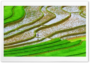 Green Rice Fields Ultra HD Wallpaper for 4K UHD Widescreen desktop, tablet & smartphone