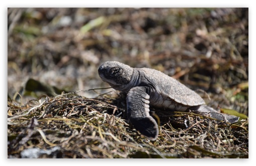 Green sea turtle UltraHD Wallpaper for UHD 16:9 ; HD 16:9 ; UltraWide 21:9 24:10 ; Widescreen 16:10 5:3 ; Fullscreen 3:2 ;