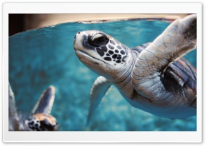 Green Sea Turtle Underwater Ultra HD Wallpaper for 4K UHD Widescreen desktop, tablet & smartphone
