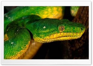 Green Snake Ultra HD Wallpaper for 4K UHD Widescreen desktop, tablet & smartphone