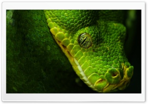Green Snake Ultra HD Wallpaper for 4K UHD Widescreen desktop, tablet & smartphone