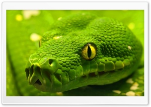 Green Snake Head Ultra HD Wallpaper for 4K UHD Widescreen desktop, tablet & smartphone