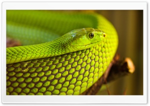 Green Snake Macro Ultra HD Wallpaper for 4K UHD Widescreen desktop, tablet & smartphone