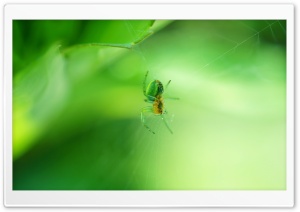 Green Spider Ultra HD Wallpaper for 4K UHD Widescreen desktop, tablet & smartphone