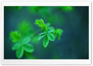 Green Spring Leaves Ultra HD Wallpaper for 4K UHD Widescreen desktop, tablet & smartphone