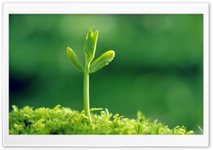 Green Sprout Ultra HD Wallpaper for 4K UHD Widescreen desktop, tablet & smartphone