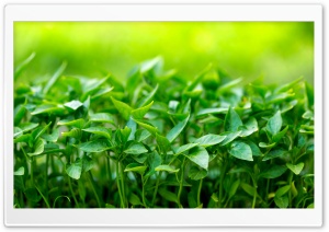 Green Sprouts Ultra HD Wallpaper for 4K UHD Widescreen desktop, tablet & smartphone