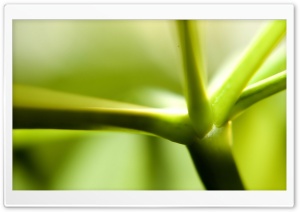 Green Stem Ultra HD Wallpaper for 4K UHD Widescreen desktop, tablet & smartphone