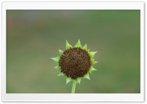 Green Sunflower Seed Head Ultra HD Wallpaper for 4K UHD Widescreen desktop, tablet & smartphone