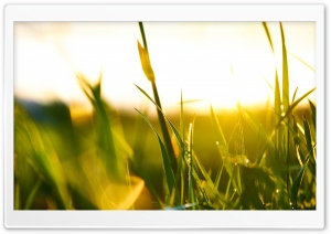 Green Sunset Ultra HD Wallpaper for 4K UHD Widescreen desktop, tablet & smartphone