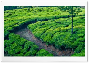 Green Tea Field Ultra HD Wallpaper for 4K UHD Widescreen desktop, tablet & smartphone