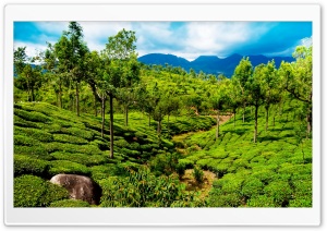 Green tea field, Kerala, India Ultra HD Wallpaper for 4K UHD Widescreen desktop, tablet & smartphone