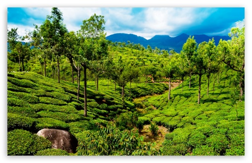 Green tea field, Kerala, India UltraHD Wallpaper for Wide 16:10 5:3 Widescreen WHXGA WQXGA WUXGA WXGA WGA ; 8K UHD TV 16:9 Ultra High Definition 2160p 1440p 1080p 900p 720p ; Standard 4:3 5:4 3:2 Fullscreen UXGA XGA SVGA QSXGA SXGA DVGA HVGA HQVGA ( Apple PowerBook G4 iPhone 4 3G 3GS iPod Touch ) ; Smartphone 5:3 WGA ; Tablet 1:1 ; iPad 1/2/Mini ; Mobile 4:3 5:3 3:2 16:9 5:4 - UXGA XGA SVGA WGA DVGA HVGA HQVGA ( Apple PowerBook G4 iPhone 4 3G 3GS iPod Touch ) 2160p 1440p 1080p 900p 720p QSXGA SXGA ; Dual 16:10 5:3 16:9 4:3 5:4 WHXGA WQXGA WUXGA WXGA WGA 2160p 1440p 1080p 900p 720p UXGA XGA SVGA QSXGA SXGA ;