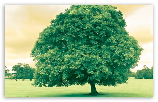 Green Tree UltraHD Wallpaper for HD 16:9 ; Widescreen 16:10 5:3 ; Fullscreen 4:3 5:4 3:2 ; Tablet 1:1 ; Dual 4:3 5:4 ;