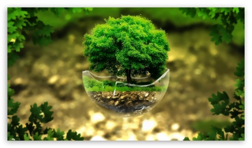 Green Tree UltraHD Wallpaper for HD 16:9 ;