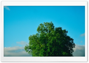Green Tree, Blue Sky Ultra HD Wallpaper for 4K UHD Widescreen desktop, tablet & smartphone