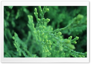 Green Tree Branches Ultra HD Wallpaper for 4K UHD Widescreen desktop, tablet & smartphone