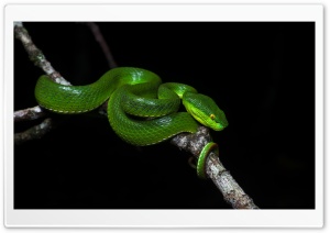 Green Tree Pit Viper Venomous Snake Ultra HD Wallpaper for 4K UHD Widescreen desktop, tablet & smartphone