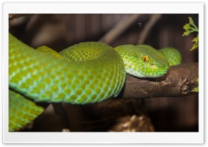 Green Tree Python Ultra HD Wallpaper for 4K UHD Widescreen desktop, tablet & smartphone