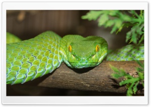Green Tree Python Ultra HD Wallpaper for 4K UHD Widescreen desktop, tablet & smartphone