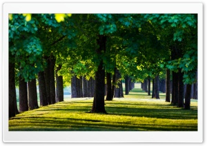 Green Tree Rows 4K UHD Wallpaper for Widescreen and UltraWide Desktop, UltraHD TV, Smartphone, Tablet