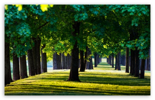 Green Tree Rows UltraHD Wallpaper for UHD 16:9 ; HD 16:9 ; UltraWide 21:9 24:10 ; Widescreen 16:10 ; Tablet 1:1 ;