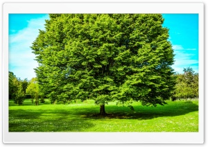 Green Tree, Spring Ultra HD Wallpaper for 4K UHD Widescreen desktop, tablet & smartphone