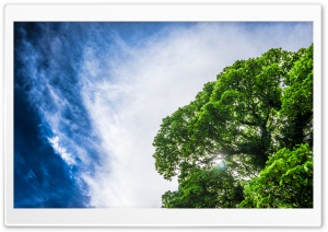 Green Tree, Sun, Blue Sky Ultra HD Wallpaper for 4K UHD Widescreen desktop, tablet & smartphone