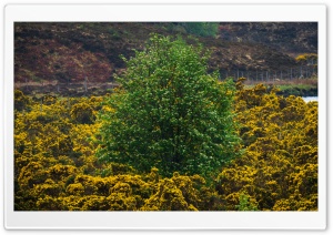Green Tree, Yellow Flowers Ultra HD Wallpaper for 4K UHD Widescreen desktop, tablet & smartphone