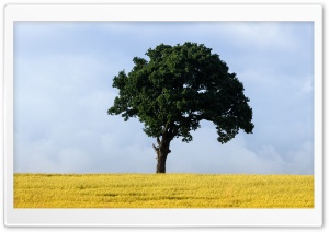 Green Tree, Yellow Grass Field Ultra HD Wallpaper for 4K UHD Widescreen desktop, tablet & smartphone