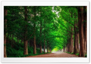 Green Trees Along Road Summer Ultra HD Wallpaper for 4K UHD Widescreen desktop, tablet & smartphone
